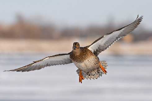woj. warmińsko mazurskie rzeźnie drobiu