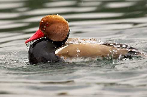 rzeźnia kurczaków województwo lubuskie