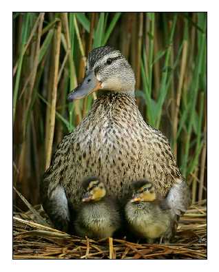 ubojnia kur województwo lubuskie