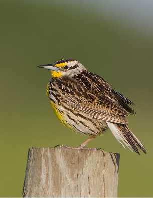 Wielkopolska Ubojnia drobiu