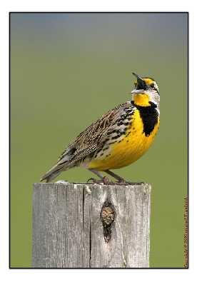 ubojnia drobiu Wielkopolska