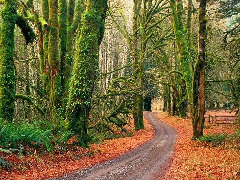 kurczaki Zielona Góra