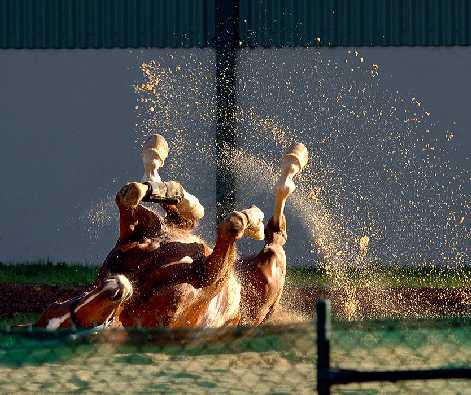 godna ubojnia drobiu