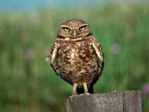 dobra ubojnia drobiu Wielkopolska