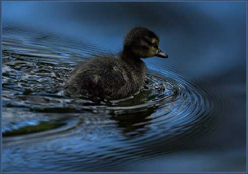 rzeźnia kurczaków woj. lubuskie