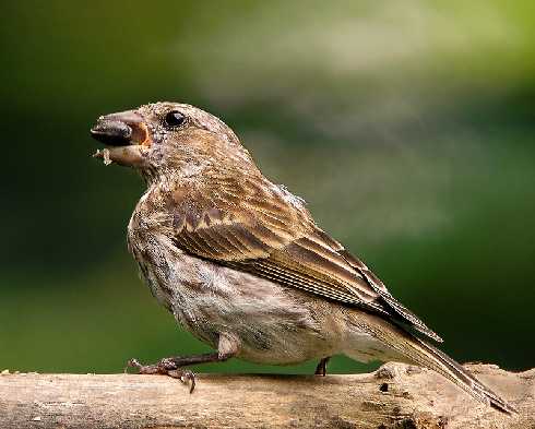 Wielkopolska ubojnia drobiu