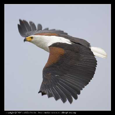 Kurczak Kowalewo Pomorskie Promocje kurczaki Grabów nad Prosną dupeńkach