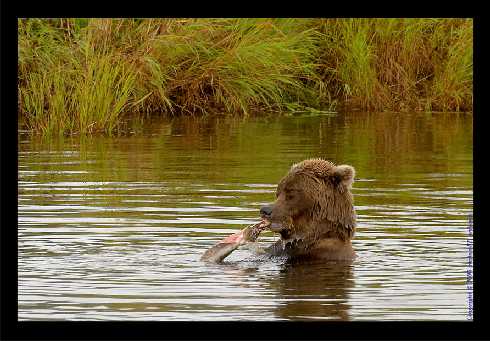 ubojnia drobiu Chrustowo