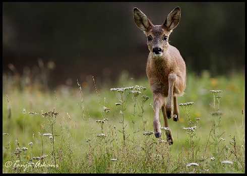 woj. śląskie ubojnie drobiu