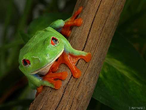 hurtownia kurczaków Stawiszyn