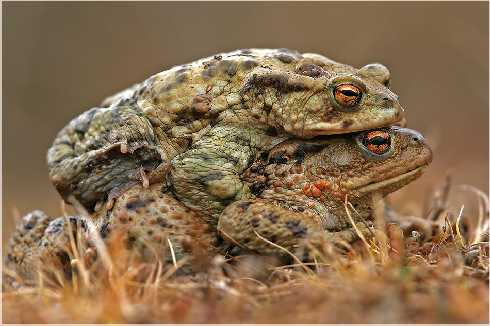 Piła ubojnia drobiu