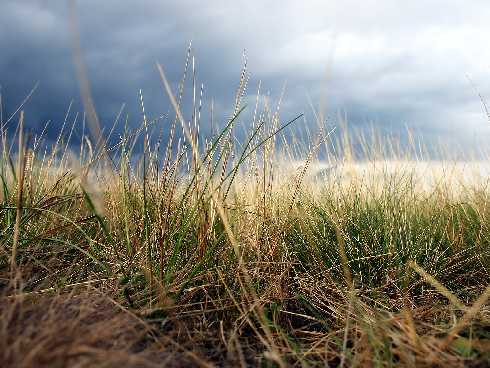 pomorskie rzeźnia drobiu