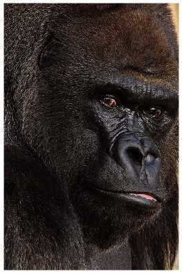 ubojnia drobiu Wielkopolskie