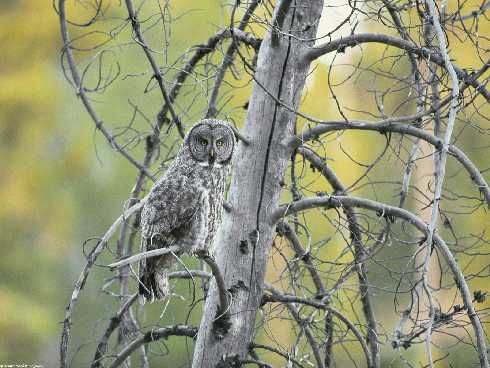 Bajon ubojnia drobu Bajon ubojnia drobu