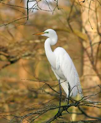 dobra ubojnia drobiu Wielkopolska