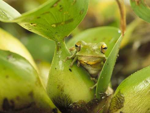 Piła ubojnia drobiu