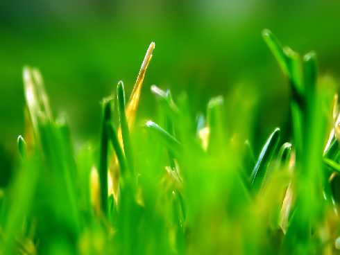 ubojnia drobiu Górzno