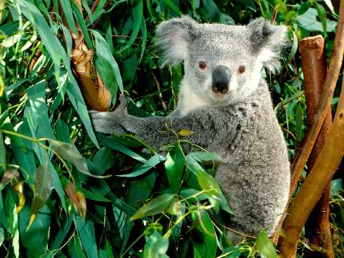 ubojnia kurczaków województwo świętokrzyskie