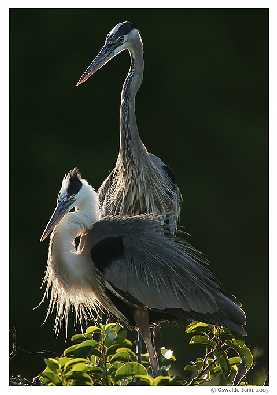 ubojnia kurczaków województwo mazowieckie