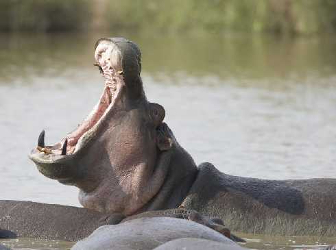 rzeźnie kurczaków województwo Zachodniopomorskie