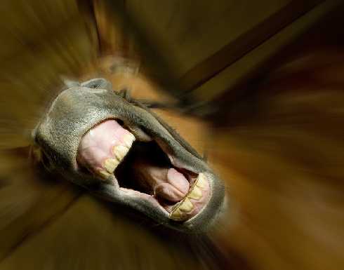 woj. wielkopolskie ubojnie drobiu