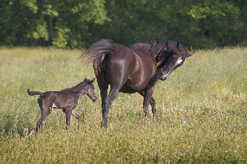 ubojnia drobiu Piła