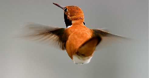 Toruń skrzydełka z kurczaka