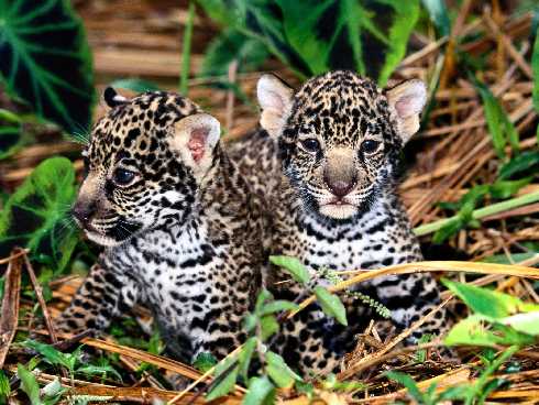 Piła ubojnia drobiu