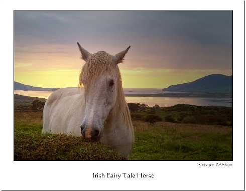 ubojnia kurczaków województwo mazowieckie