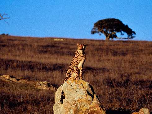 ubojnia drobiu Chrustowo