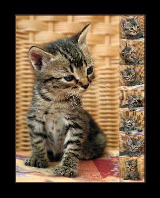 ubojnia drobiu strona internetowa