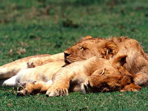 ubojnie kurczaków województwo podlaskie