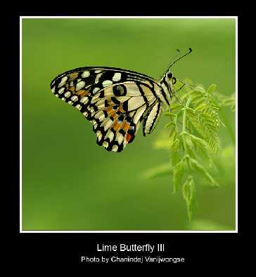 Bydgoszcz uda z kurczaka