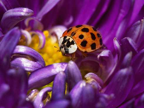ubojnie kurczaków woj. dolnośląskie