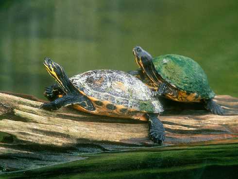 ubojnie drobiu Wielkopolska