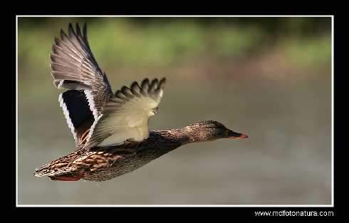woj. lubuskie ubojnia kur
