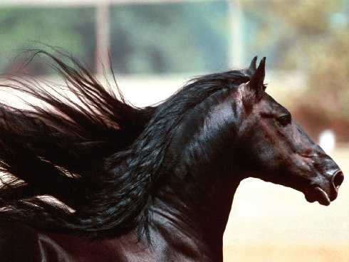 ubojnia drobiu Wielkopolska