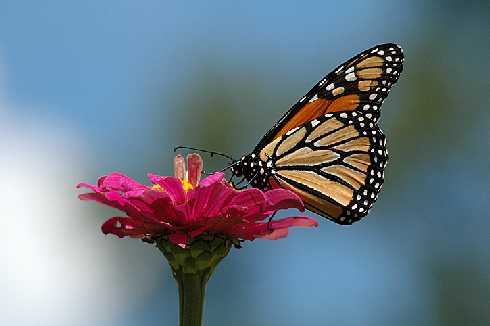 ubojnia drobiu Wielkopolskie