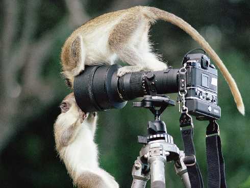 rzeźnia kurczaków pomorskie