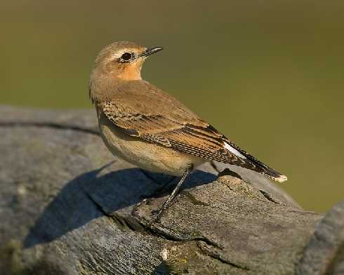 woj. świętokrzyskie rzeźnie kurczaków