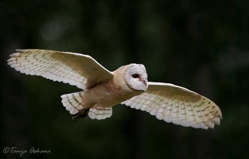 ubojnia kurczaków Kwidzyn