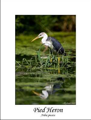 Piła ubojnia drobiu