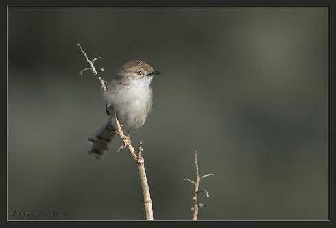 małopolskie ubojnia kurczaków