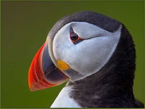 ubojnia drobiu Piła