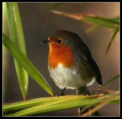 województwo kujawsko pomorskie ubojnia drobiu