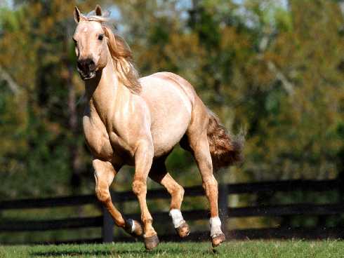 rzeźnia kurczaków mazowieckie