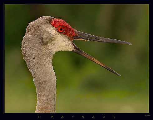 udka z kurczaka Toruń