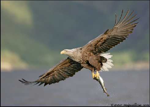 rzeźnia drobiu woj. lubelskie