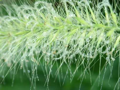 kurczak Międzyzdroje