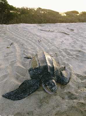 hurtownia drobiu Lwówek